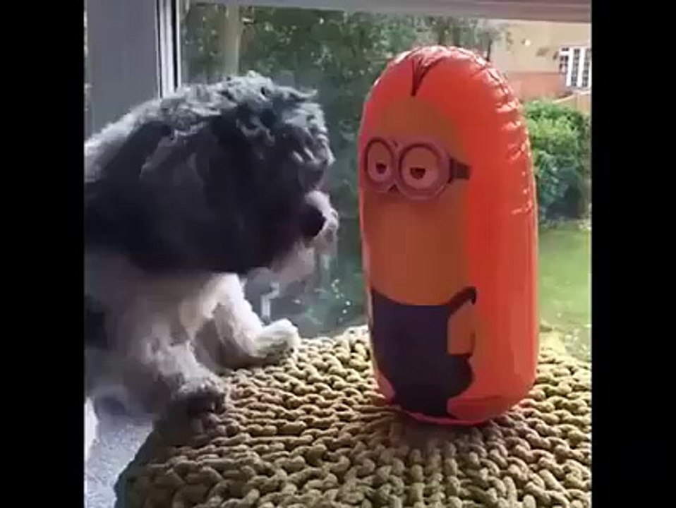 perro vs minion