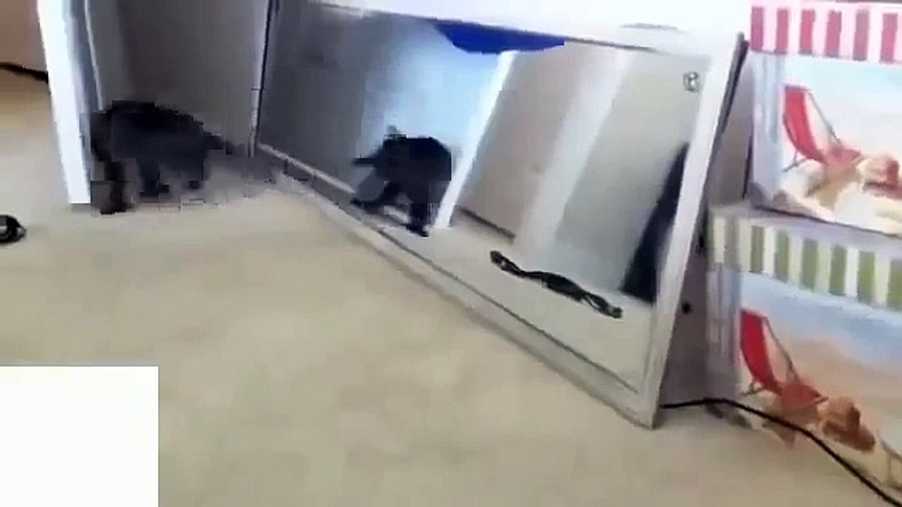 Chats drôles et miroir drôle à regarder!
