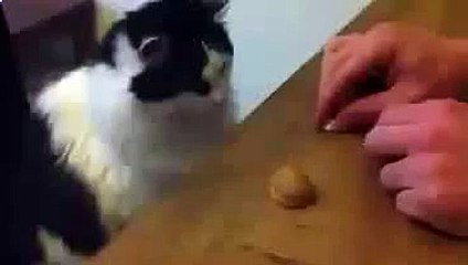 Funny cat This cat beat thimblerigger funny to watch!