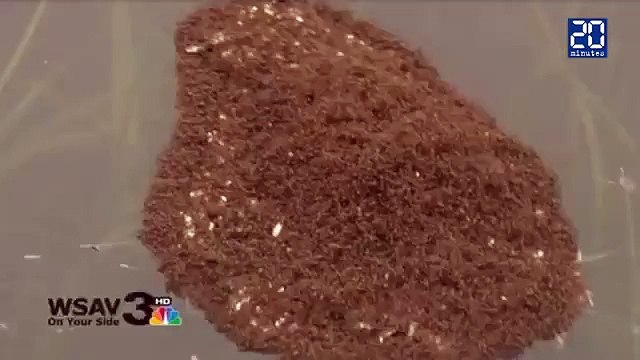 Fourmis survivent à une inondation