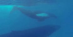 Humpback Whale Rolls With Happiness