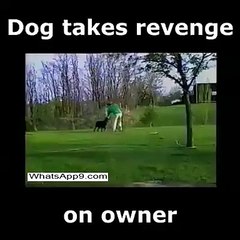 Owner Ne Dog Ko Pani Se Bhigoya - Dog Takes Revenge Looks Funny(whatsapp9.com)
