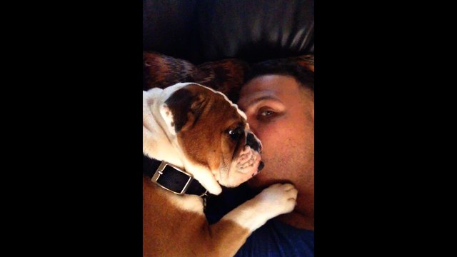 Adorable Bulldog Puppy Loves Owner's Kisses