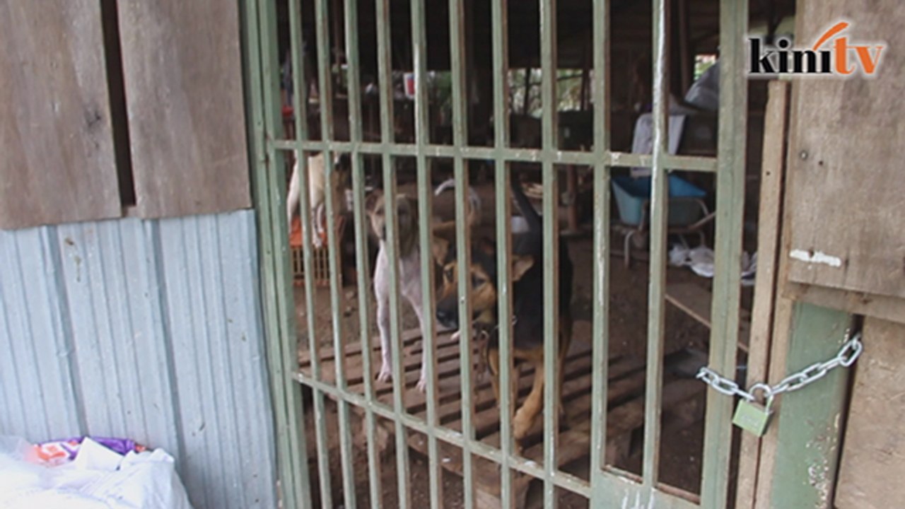 Penang lifts cull stray-dogs order