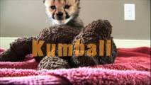 Kumbali and Kago, Cheetah Cub & Puppy Friendship