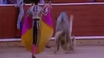 Dumbass Bullfighter Gored In The Junk