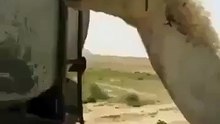 ماشاء اللہ اس اونٹ‌کو اللہ تعالیٰ نے کتنی عقل دی ہے ...سبحان اللہ
