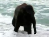 Baby elephant sees the sea for the first time