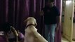 Dog Prevents Kid From Getting Beaten Up amazing wonderful cool funny video