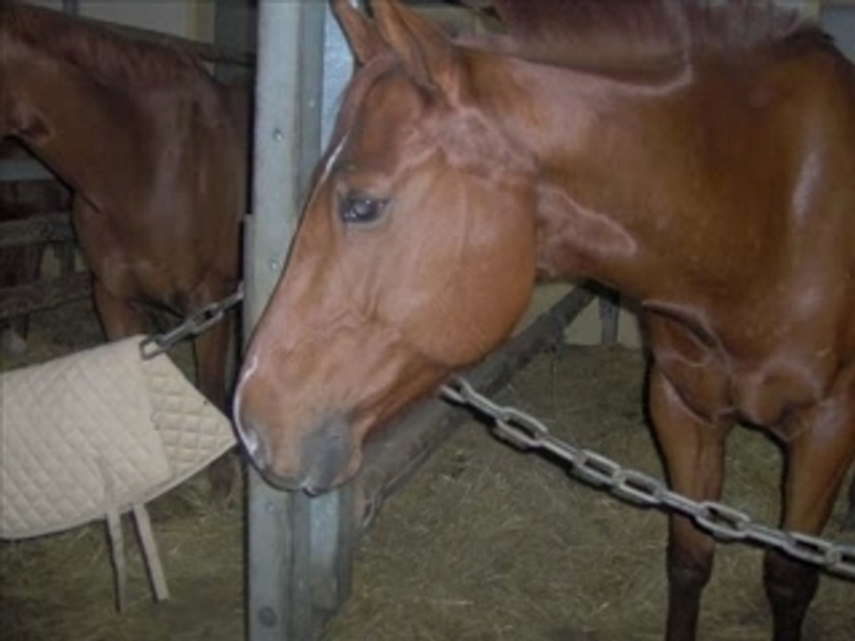 Layon et Jossy
