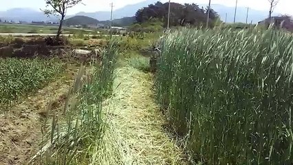 Máy cắt cỏ Mini - YouTube