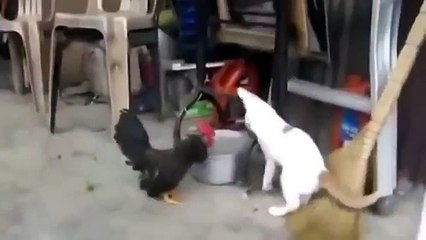 A selection of the best tricks with animals!