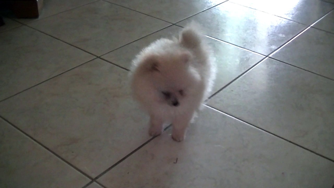 Leïo