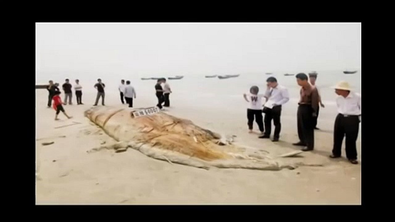 STRANGE CREATURES found on earth!