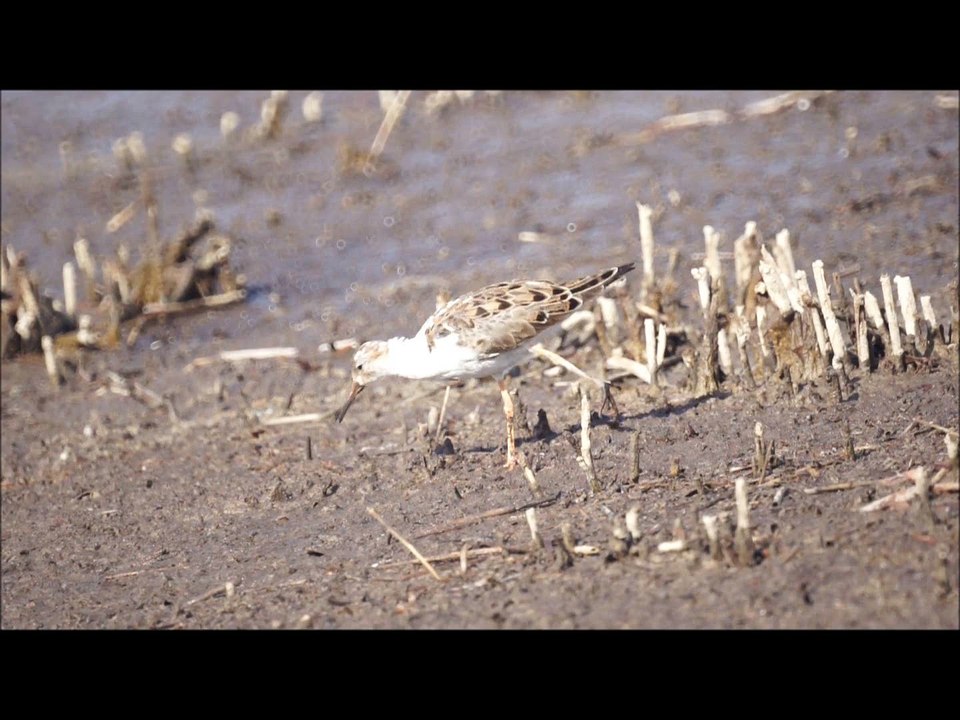 Combattant varié blessé