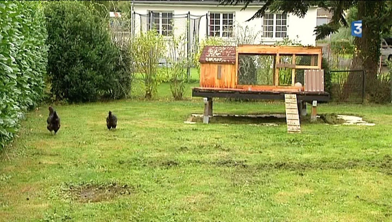 Redon : les poules à la rescousse des déchets