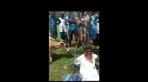 Indians caught a old man wit cow and see what they did