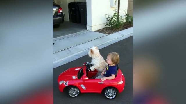 Perro chistoso hace de chofer de este niño
