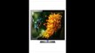 REVIEW Samsung UN40H5003 40-Inch 1080p 60Hz LED TV | led deals | best price samsung led tv | led tv 25