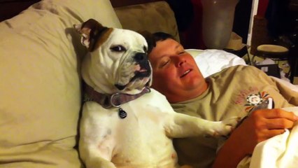 Вечером перед теликом