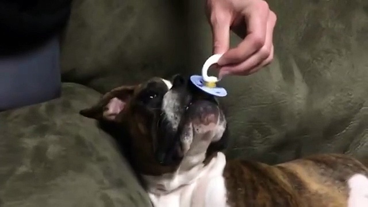 необычный собака