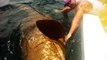 LARGEST GOLIATH GROUPER EVER ON YOUTUBE! CHEW ON THIS