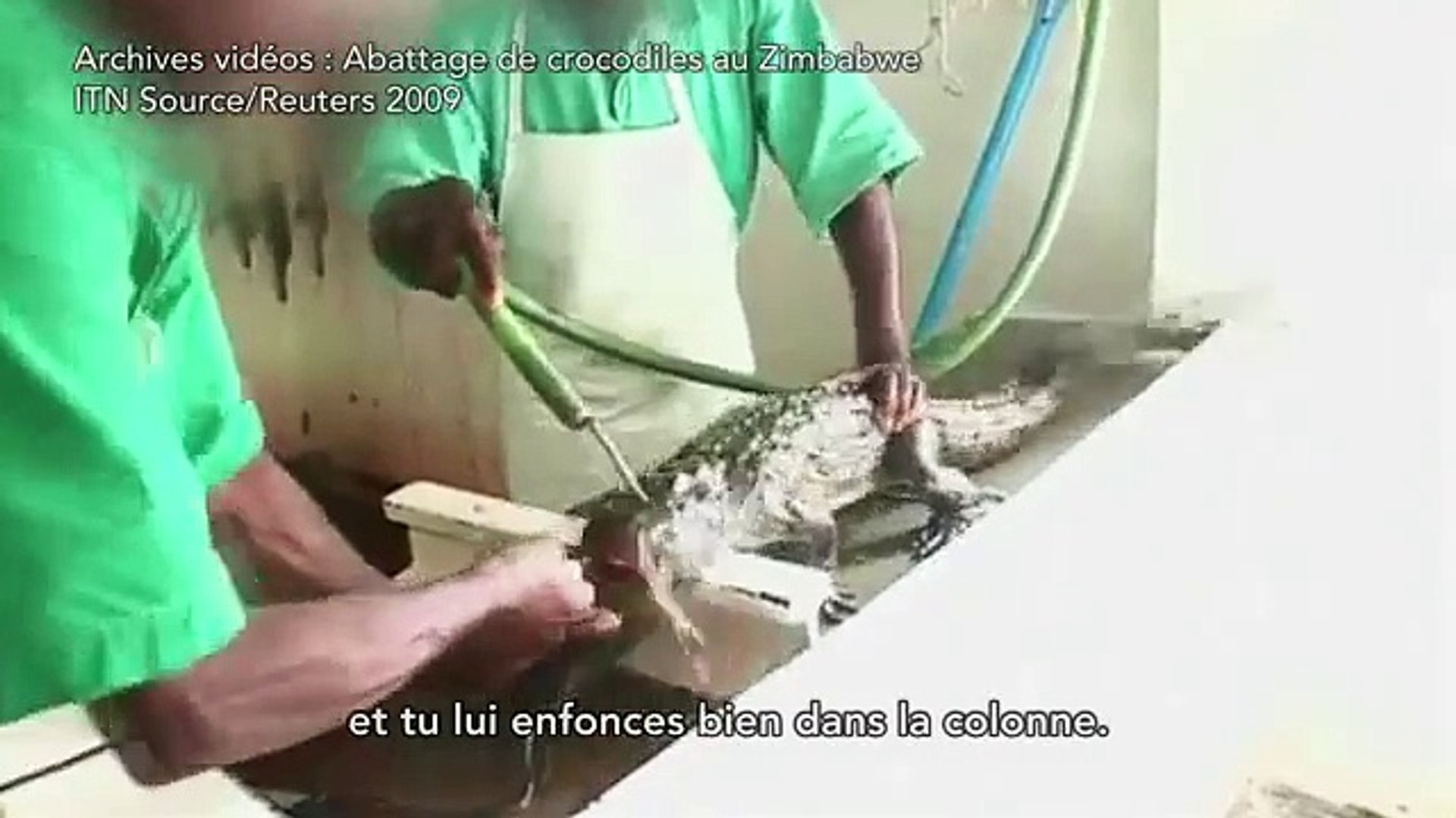 ⁣L'usine à reptiles élevés pour leur peau