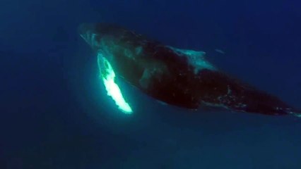 Download Video: Humpback Whales Swim in Crystal Clear Caribbean Waters