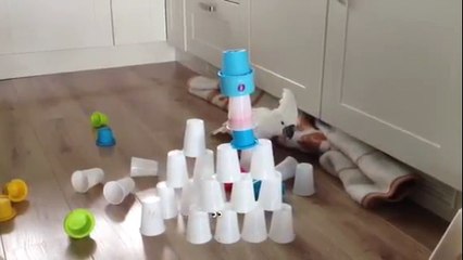 Cockatoo attacks cup pyramid in kitchen