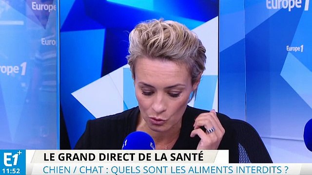 Chiens et Chats : quels sont les aliments interdits ?