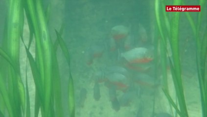 Brest. 30 piranhas à ventre rouge arrivent à Océanopolis (Le Télégramme)