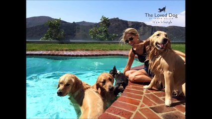 Dog Trainers Los Angeles