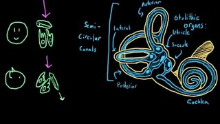 Hashimotos Causes Vestibular System Damage (Vertigo, Dizziness, Balance Problems)