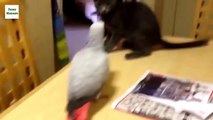 Funny Parrots Annoying Cats 2014 [NEW HD]