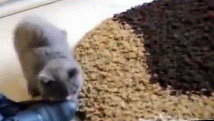 Crazy Cat Fighting With Mirror