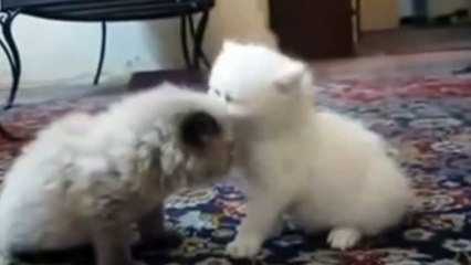 Funny Kitten Playing with Sister (Funny & Cute Cats)