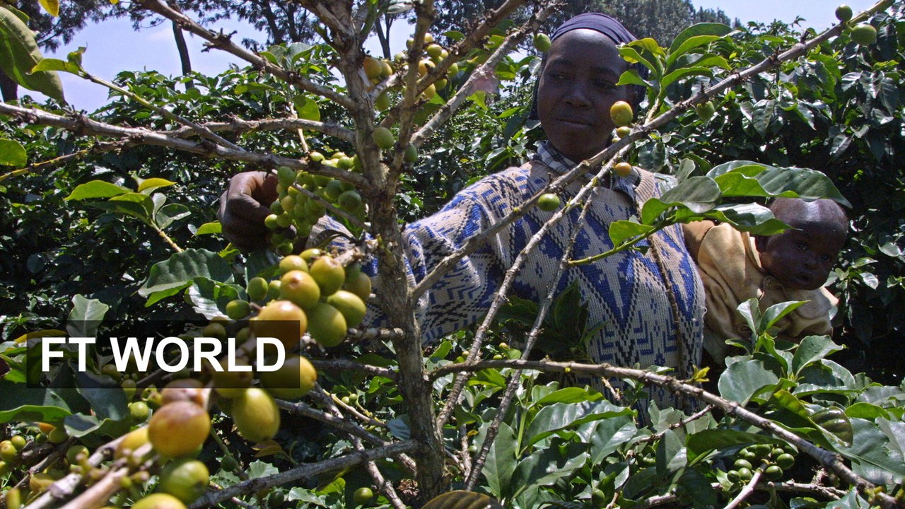 Kenya’s thirst for coffee
