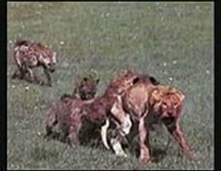 animal funny clip video playit.pk dailymotion (14)