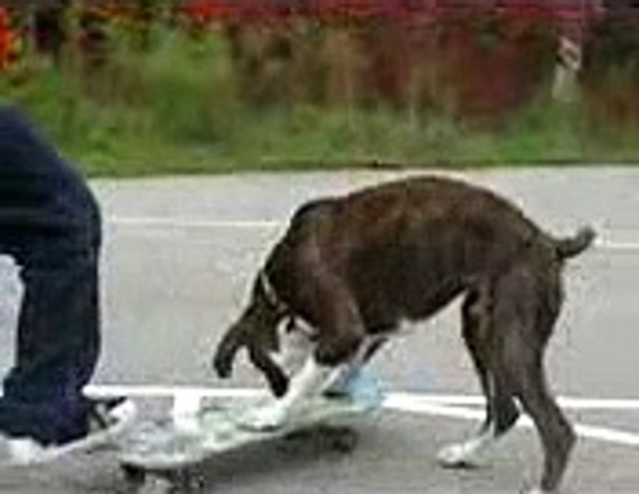animal funny clip video playit.pk dailymotion (16)
