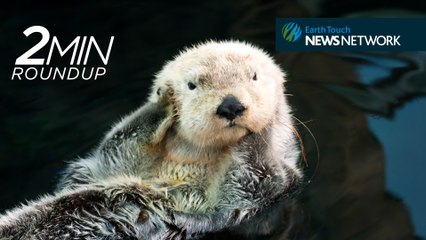 Waking up otters, deep-sea sharks & Chernobyl's wildlife