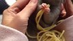 Un rat mange des spaghettis
