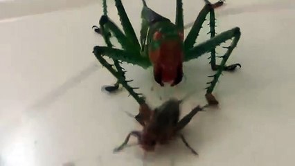 Crazy Katydid chases a cricket