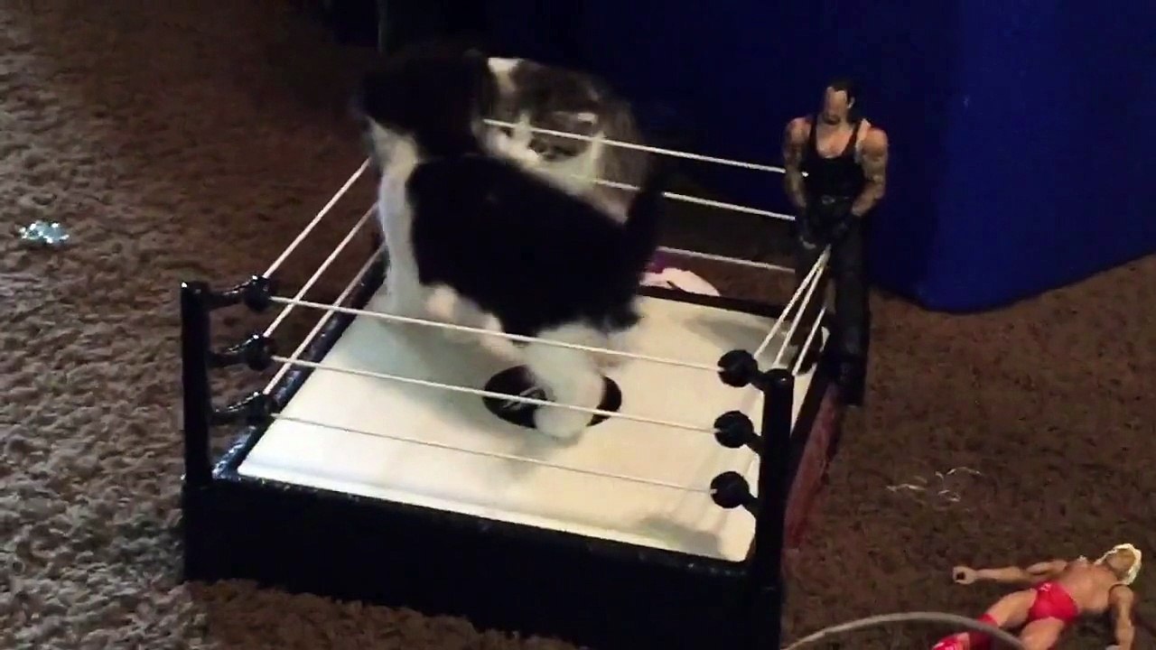 Funny Cats WWE Style Wrestling Fight in Ring
