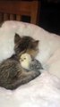 Funny Chick and Kitten Having Fun Together