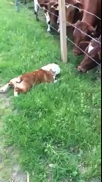Funny Cows Licking a Bull Dog