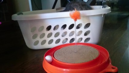 Cat chooses interesting way to play with new toy