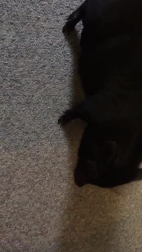 Piglet busts out some serious dance moves