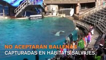 Las ballenas ganan, SeaWorld ha decidido dejar de capturar ballenas salvajes