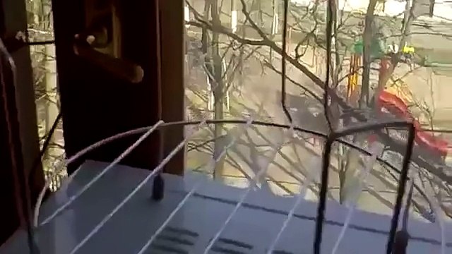 Laughing cat barks not be distinguished from the dog!