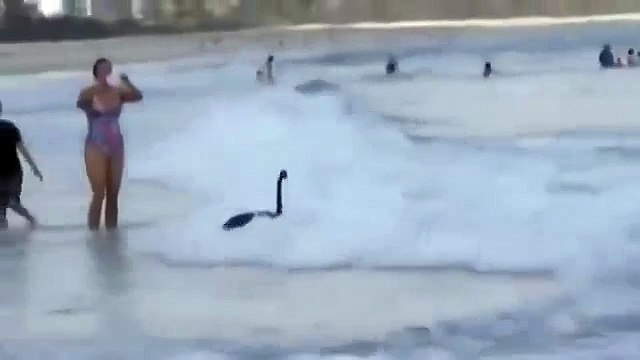 Лебеди серферы